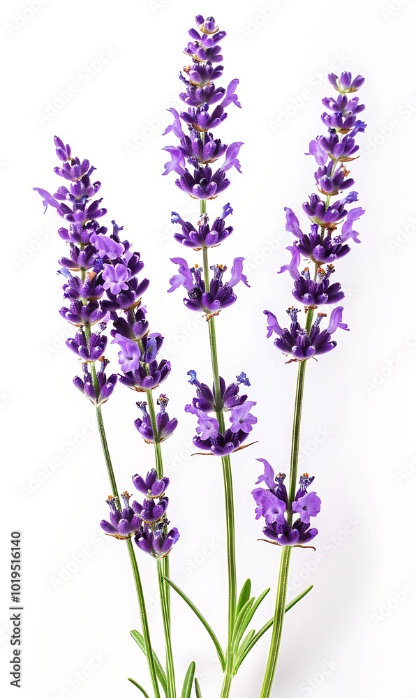 Lavender flowers bunch isolated on white background cutout. Top view. Flat lay. Lavender flowers bunch isolated on white background cutout. Top view. Flat lay.