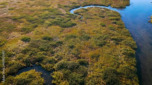 River delta reeds at dawn