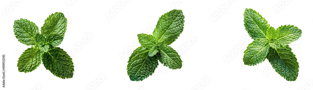 Set of fresh mint leaves isolated on transparent background Set of fresh mint leaves isolated on transparent background