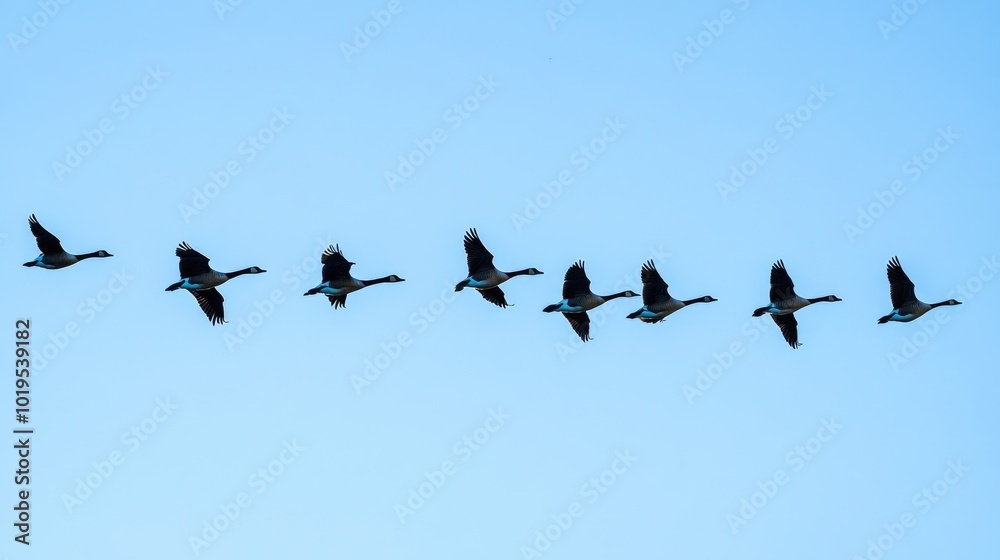 Birds in Formation Against Clear Blue Sky Birds in Formation Against Clear Blue Sky