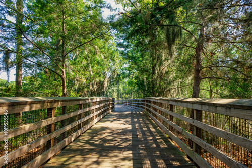 Boardwalk through the forest