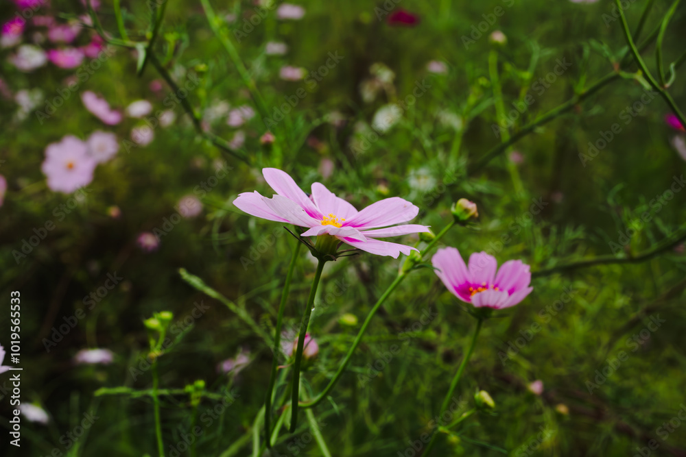 Fototapeta premium コスモス街道深谷 秋桜の花