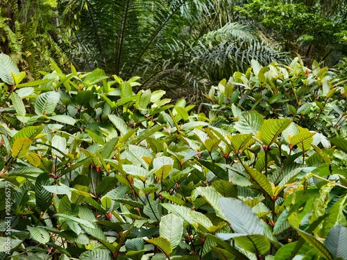 Mitragyna speciosa plants grow wild and abundantly in the tropical nature of Kalimantan photo