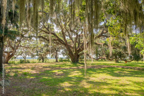 Fototapeta Naklejka Na Ścianę i Meble -  Live oak with spanish moss in park