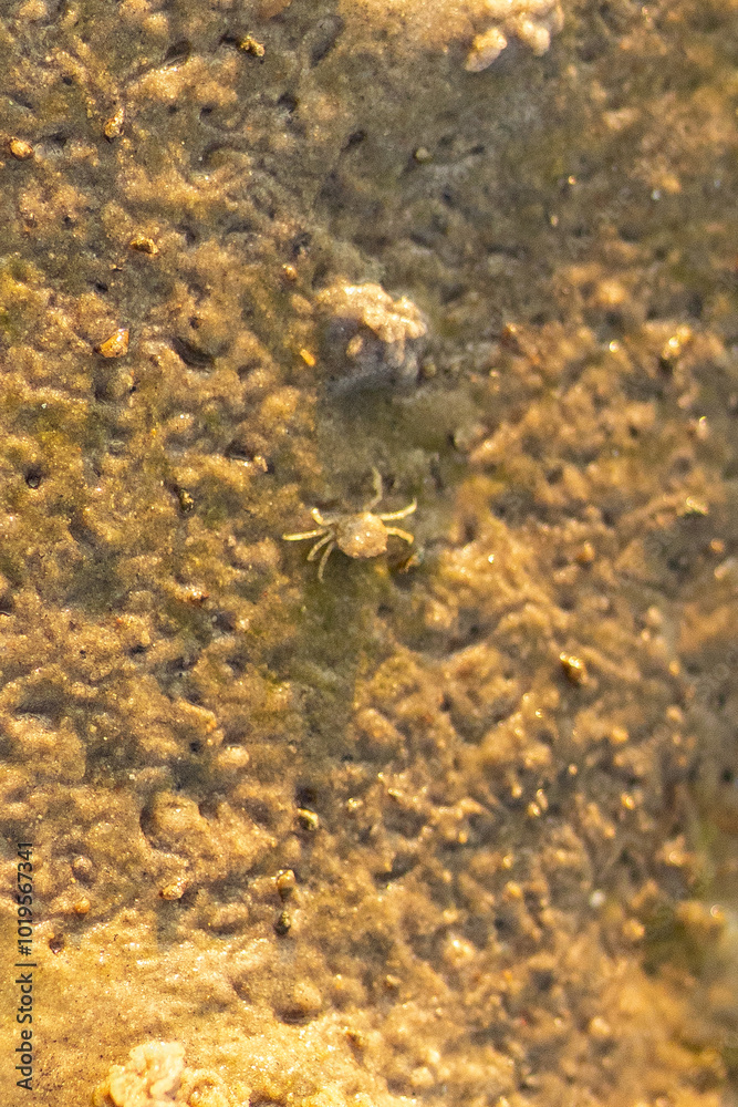 Small crab crawling on wet sand