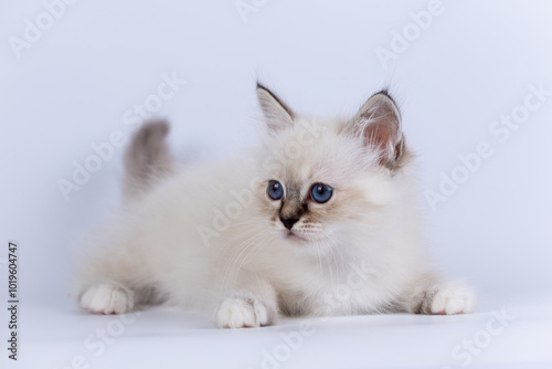 Sacred Birman kitten seal tabby point color, birma Cat isolated on a white background, studio photo