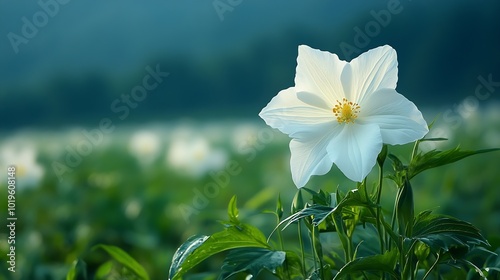 tung flower flower white countryside morning : Generative AI photo