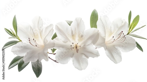 Azaleas flowers with leaves White flowers isolated on white background with clipping path : Generative AI