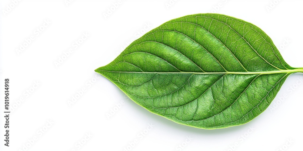 Obraz premium Close-up view of a green leaf on a white isolated background, showcasing its intricate veins and natural beauty.