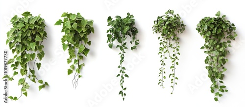 Five Green Hanging Plants on a White Background