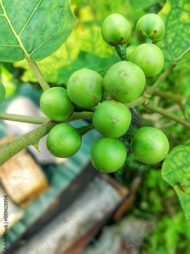 Tropical fruit Takokak or Pokak fruit which has the Latin name Solanum Torvum, can also be called eggplant or rimbang photo