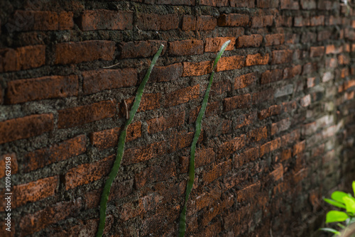 Dragon Fruit Cactus Climbing on Rustic Brick Wall | Nature and Agriculture Background photo