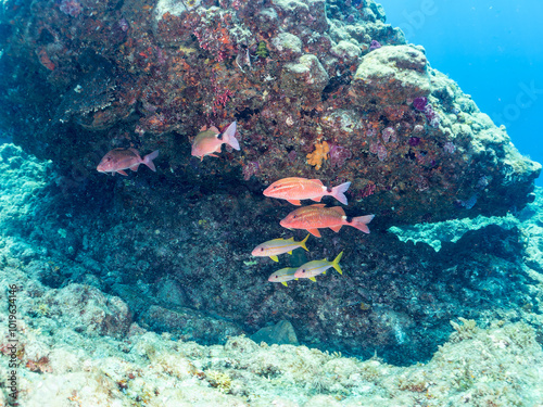 美しいアカヒメジ、ホウライヒメジ（ヒメジ科）他の群れ。
英名、学名：Yellowfin goatfish (Mulloidichthys vanicolensis)
Whitesaddle goatfish, Parupeneus ciliatus
静岡県伊豆半島賀茂郡南伊豆町中木ヒリゾ浜-2024年8月
 photo