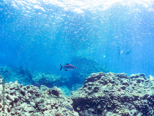 Wallpaper Mural キビナゴの大群を襲う迫力ある美しいナンヨウカイワリ（アジ科）。
英名、学名：Island trevally (Ferdauia orthogrammus) 
Silver-Stripe Round Herrings (Spratelloides gracilis)
静岡県伊豆半島賀茂郡南伊豆町中木ヒリゾ浜-2024年8月
 Torontodigital.ca