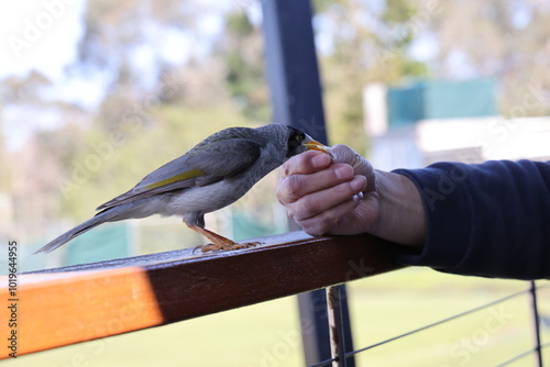 bird in hand, feed bird