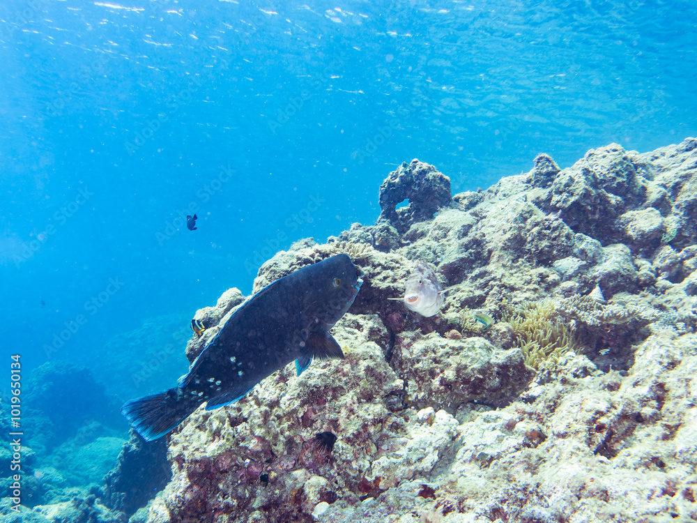 Fototapeta premium 大きく美しいアオブダイ（ブダイ科）他。 英名、学名：Knobsnout Parrotfish (Scarus ovifrons) 静岡県伊豆半島賀茂郡南伊豆町中木ヒリゾ浜-2024年8月 