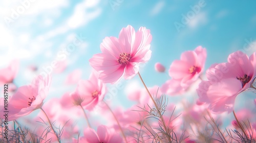 Pink cosmos flowers field on blue sky background cosmos flower in fresh morning and cloudy sky flowers imageBeautiful summer landscape : Generative AI