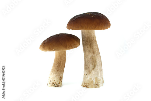 Fresh penny bun mushrooms on a white background presented in a group