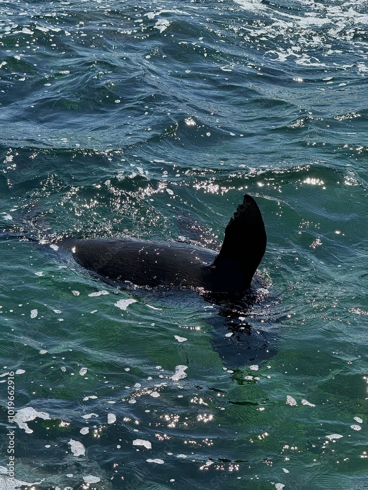 Fototapeta premium seal in the water