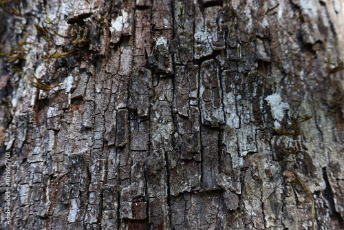 Close-up bark in tropical north Queensland, Australia