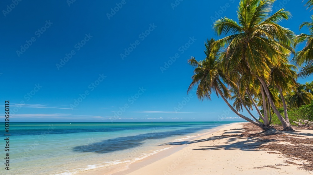Obraz premium Palm trees on a white sandy beach with turquoise ocean water and a clear blue sky.