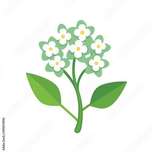 Sweet Alyssum Flower flower isolated flat vector illustration on white background.