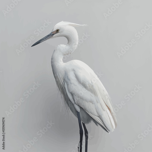 Great egret (Ardea alba) on grey background 
