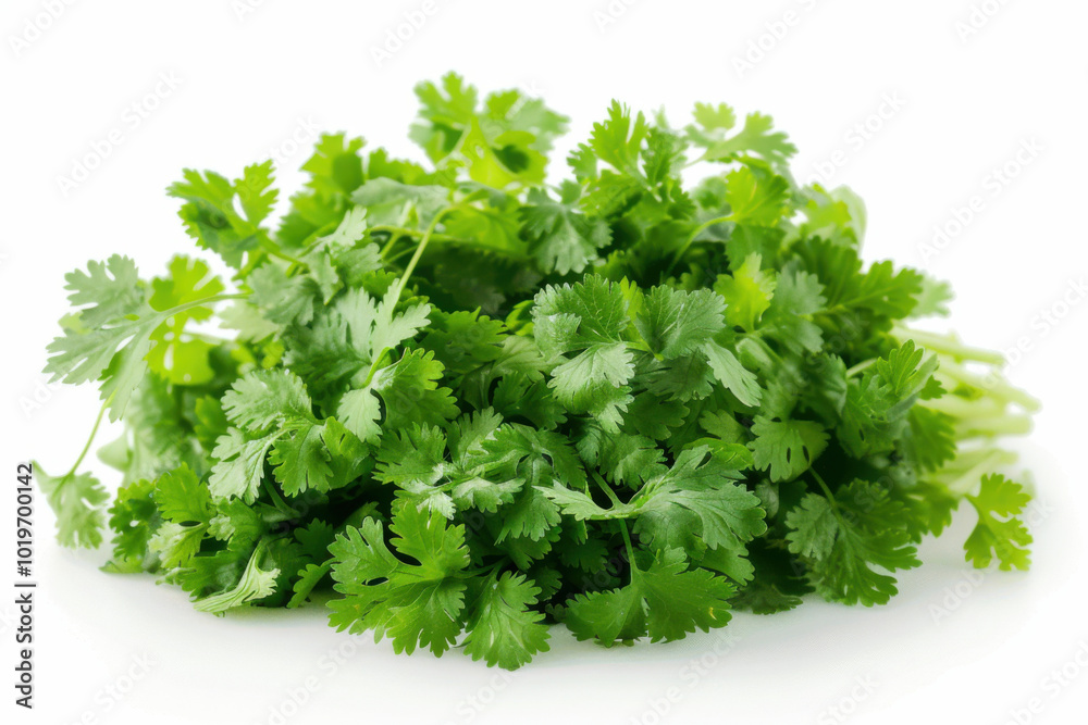 fresh coriander isolated on white background fresh coriander isolated on white background