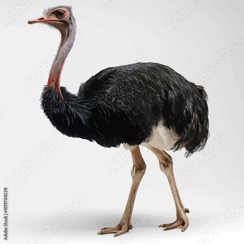 Ostrich isolated on a white background. 3d render. 