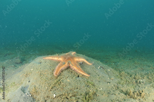 Comb sea star Astropecten polyacanthus on top of mud mound with holes revealing inhabitants. Location: Mahurangi Harbour New Zealand photo