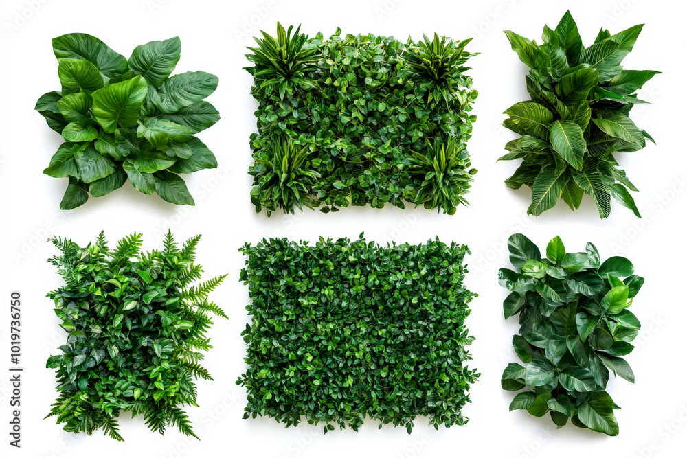 Obraz premium Collection of green garden walls created from vibrant tropical plants set against a white background perfect for enhancing indoor spaces and promoting eco-friendly design isolated on white background