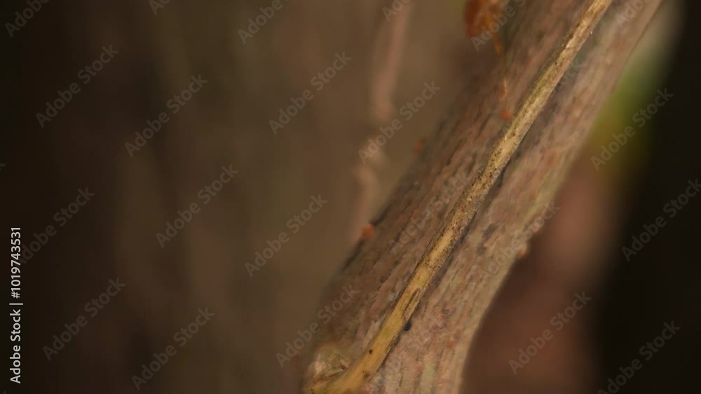Red Ants Walking On Dry Timber, Walking Together Foraging For Food. 4K Horizontal Footage. Red Ants Walking On Dry Timber, Walking Together Foraging For Food. 4K Horizontal Footage.