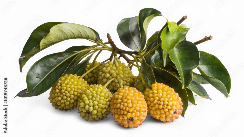 The Versatile Breadfruit: From Green to Ripe and Culinary Delights The Versatile Breadfruit: From Green to Ripe and Culinary Delights