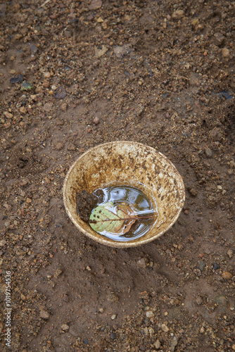Obraz na plátně rain water collected in an old cup on garden floor, stagnant water in an unatten