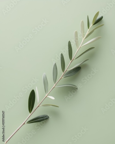 A leafy olive branch is on a green background. photo