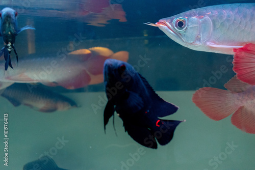 Lots of Arowana Super Red in Aquarium photo