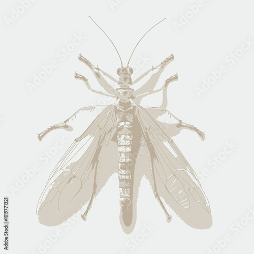 Top view of a butterfly isolated on white background with clipping path.