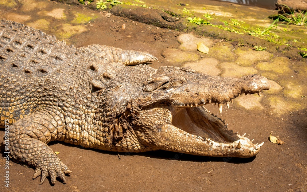 Fototapeta premium Buaya Muara or Saltwater Crocodile (Crocodylus porosus)