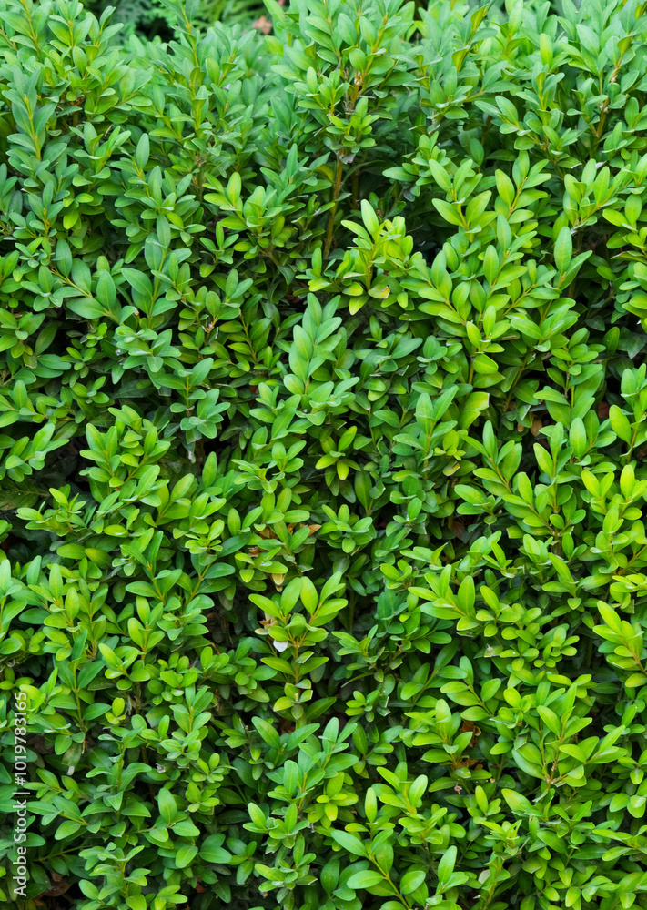 A beautiful hedge of Boxwood. Buxus plant pattern. Seamless texture of green natural background. A beautiful hedge of Boxwood. Buxus plant pattern. Seamless texture of green natural background.