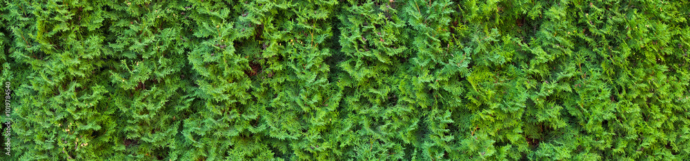 A beautiful hedge of thuja trees. Panoramic view of a thuja hedge. Seamless texture of green natural background. Thuja texture. A beautiful hedge of thuja trees. Panoramic view of a thuja hedge. Seamless texture of green natural background. Thuja texture.