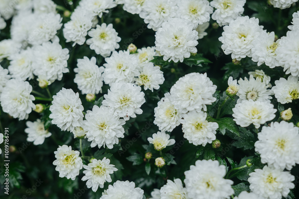 Fototapeta premium A close view of blooming white chrysanthemums in a garden during the day