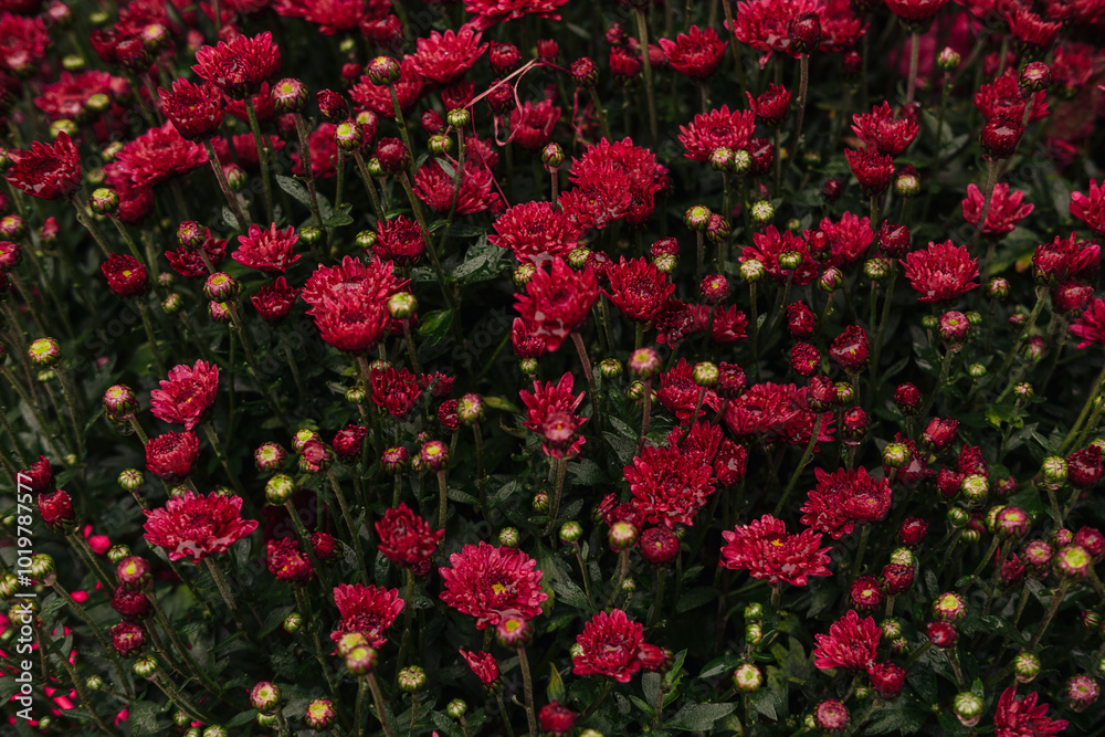 Vibrant red chrysanthemums flowers blooming in a lush garden during late summer afternoon Vibrant red chrysanthemums flowers blooming in a lush garden during late summer afternoon