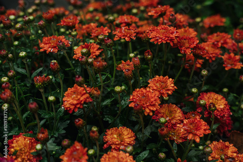 Vibrant orange flowers blooming in a lush garden during early autumn in the afternoon