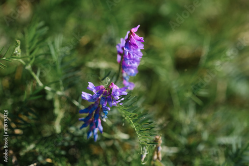 Vibrant purple wildflower blooms amidst lush green foliage in an outdoor setting during daylight hours photo