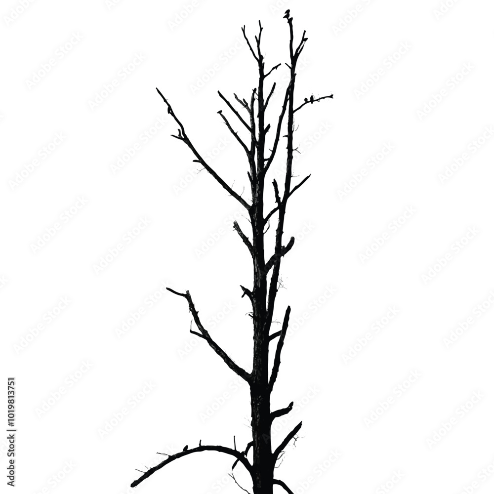 Fototapeta premium Silhouette of bare tree with branches isolated on white. Vector illustration
