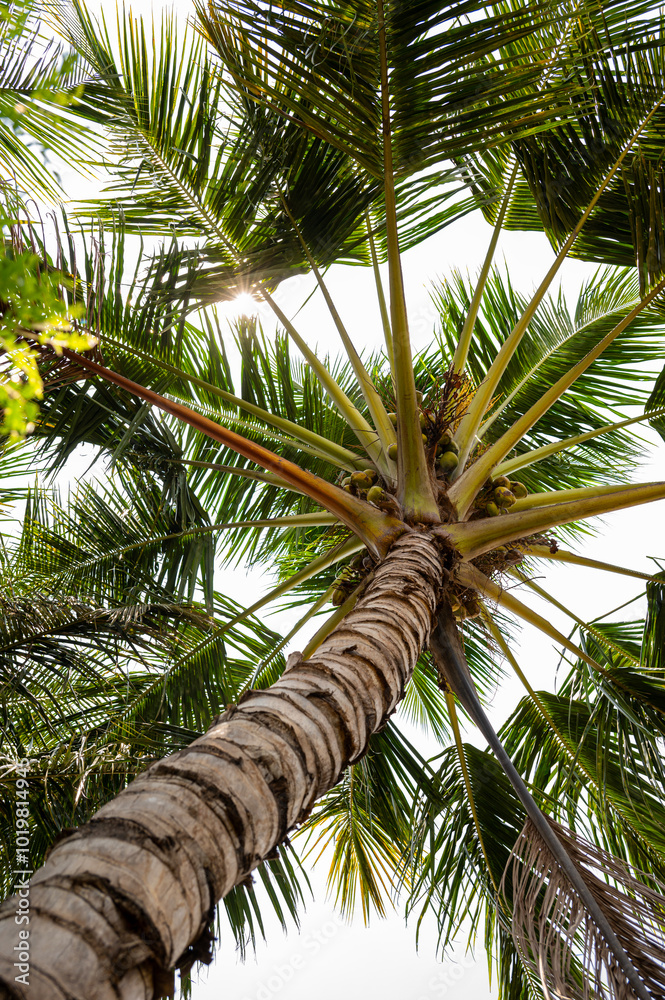 Obraz premium coconut tree 
