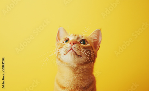 A cute orange tabby kitten sitting against a bright yellow background.