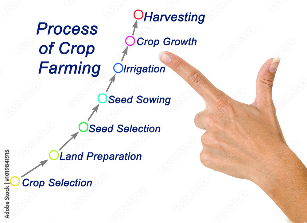 Process of Crop Farming: From Crop Selection to Harvesting Process of Crop Farming: From Crop Selection to Harvesting