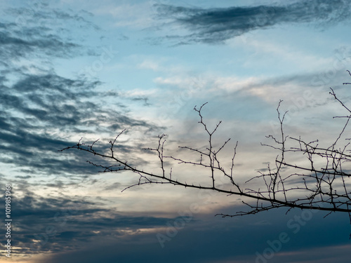 Bare Tree Branches Silhouetted Against the Sky photo