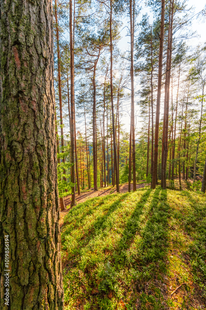 Obraz premium beautiful green pine forest with moss and blueberries near the village of Jetrichovice in Czech Switzerland